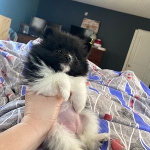 Meet your Posher, Richard